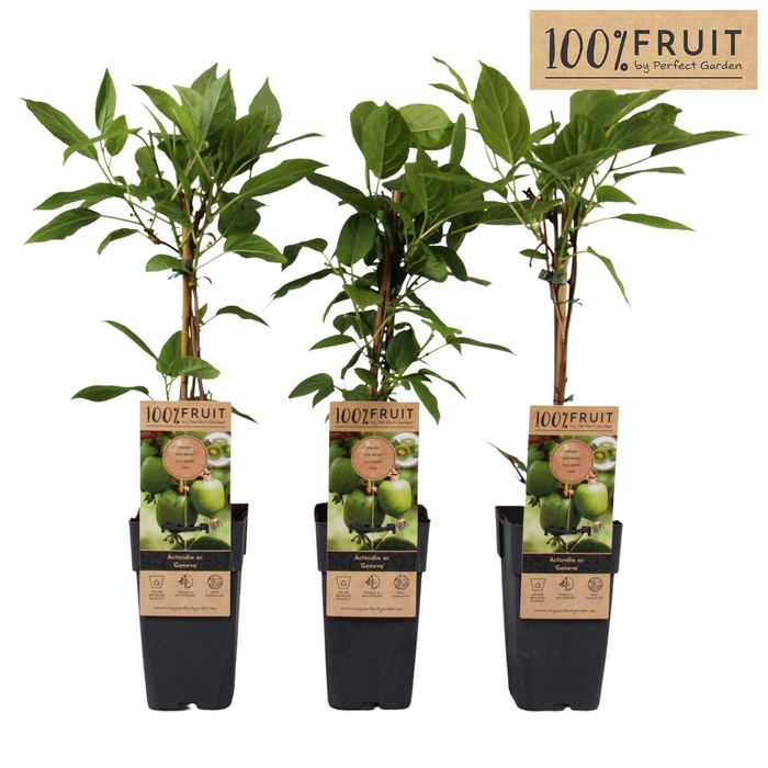 <h4>Actinidia arguta</h4>