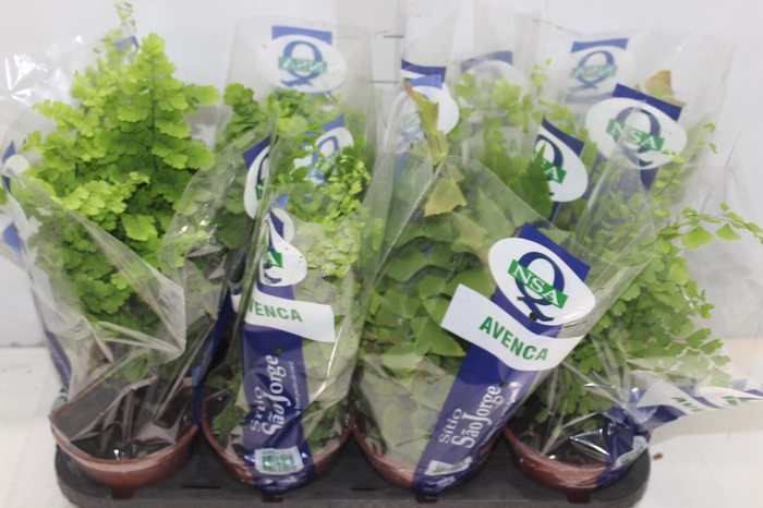 <h4>AVENCA VARIADA P15</h4>