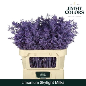 Limonium Skylight L70 Milka
