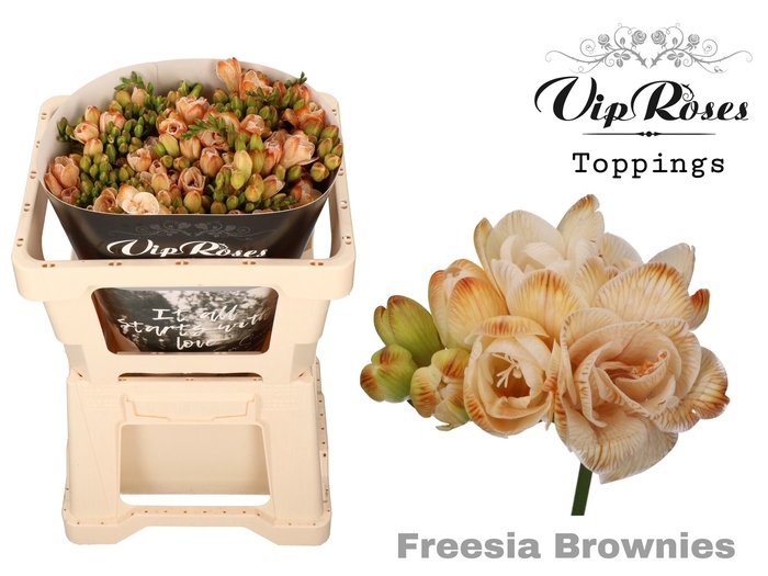 <h4>Freesia do paint brownies</h4>