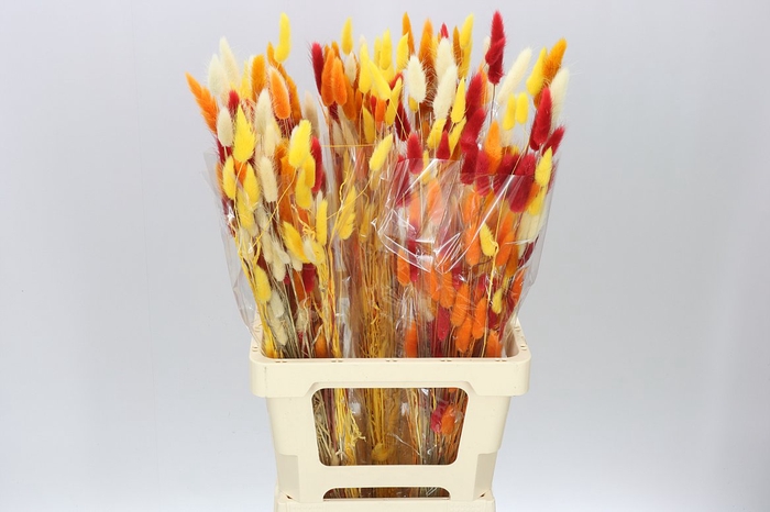 <h4>Dried Lagurus Mix</h4>