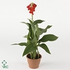 CANNA MADEIRA