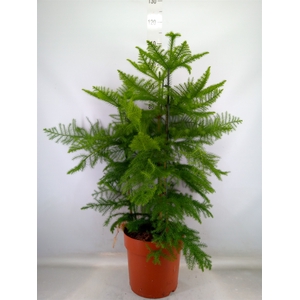 Araucaria heterophylla