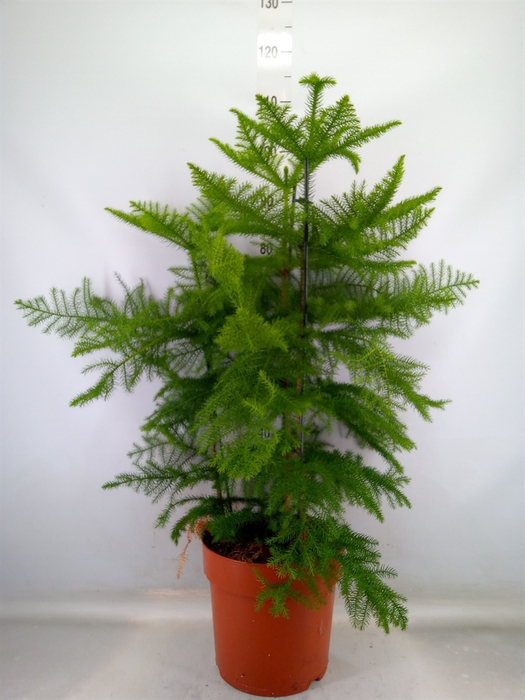 <h4>Araucaria heterophylla</h4>