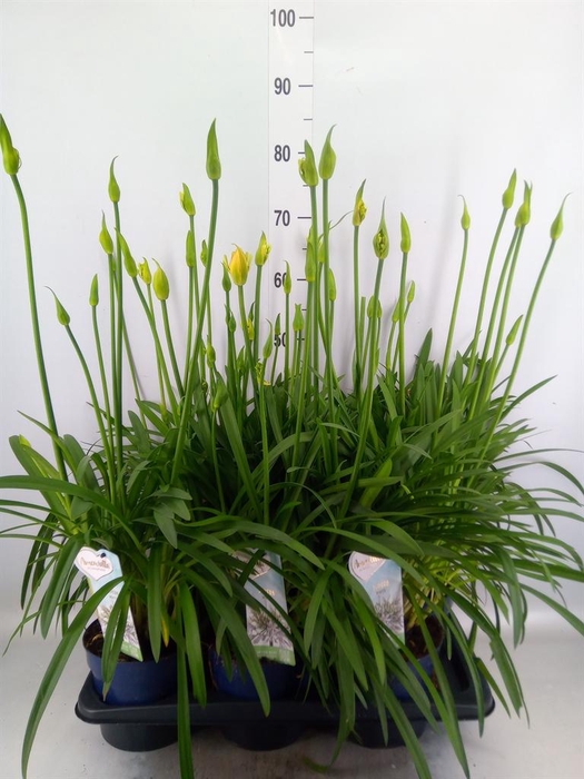 <h4>Agapanthus  'Amourette Superb Whit'</h4>