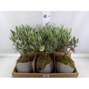 Arr.   Tuinplanten L%