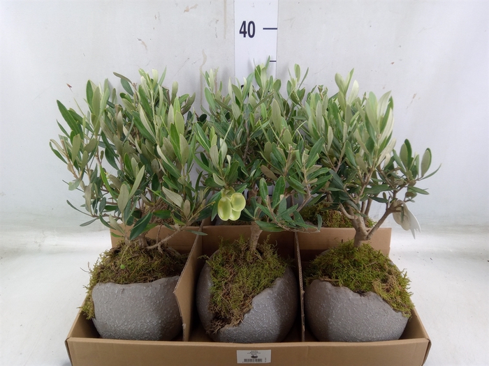 <h4>Arr.   Tuinplanten L%</h4>