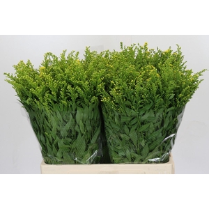 Solidago Golden Glory