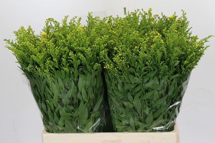 <h4>Solidago Golden Glory</h4>