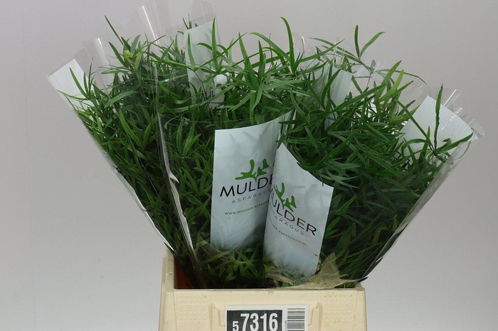 <h4>Asparagus Falcatus</h4>