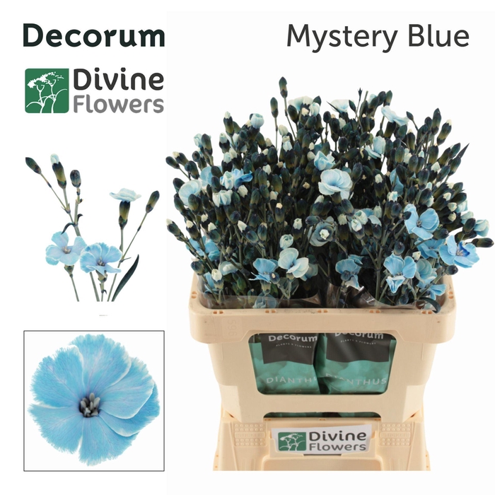 <h4>Dianthus TR   ...colored H%</h4>