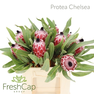 Protea Chelsea