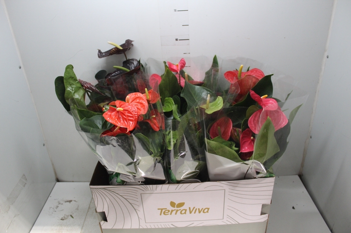 <h4>ANTHURIUM VARIADO P17</h4>