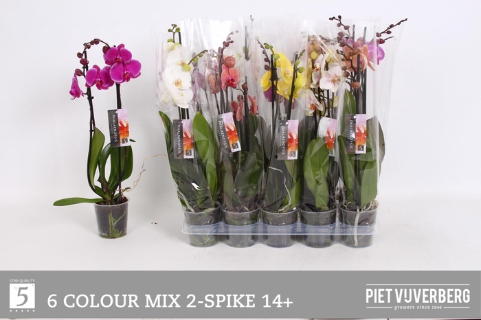 <h4>PHAL GEM 6 KL</h4>