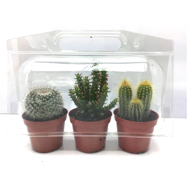 <h4>278 Trioblister cactus in 8,5 cm</h4>