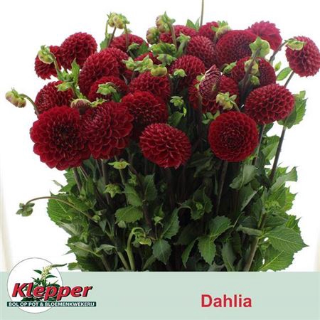 <h4>Dahl Cornel</h4>