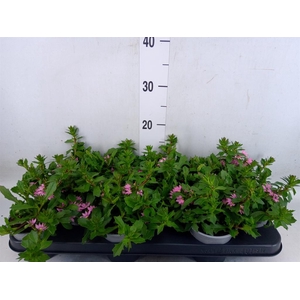 Scaevola aemula 'Surdiva Pink Blue'