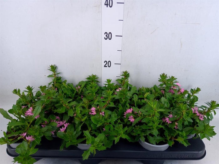 <h4>Scaevola aemula 'Surdiva Pink Blue'</h4>