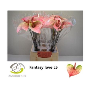 Anthurium Andreanum Grp 'Fantasy Love'