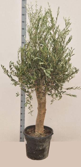 OLEA EUROPAEA