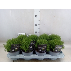 Thymus vulgaris 'Compactus'