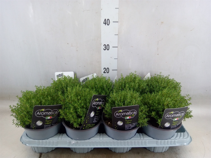 <h4>Thymus vulgaris 'Compactus'</h4>