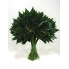 ARALIA LEAVES III