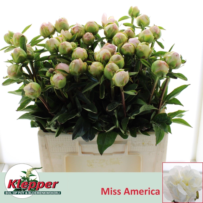 <h4>PAEO L MISS AMERICA</h4>