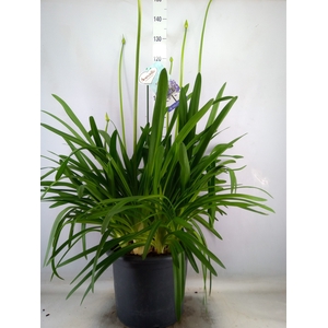 Agapanthus  'Big Blue'