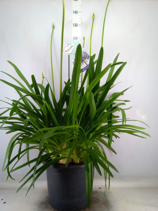 <h4>Agapanthus  'Big Blue'</h4>