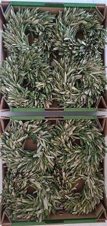 <h4>Wr Olijf 20cm (anttar)</h4>