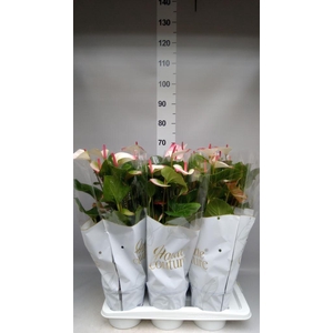 Anthurium  'Pr. Amalia Elegance'