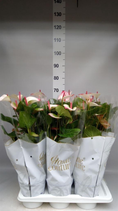<h4>Anthurium  'Pr. Amalia Elegance'</h4>