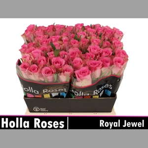 R GR ROYAL JEWEL