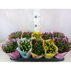 Chrysanthemum  'Milkshake'  ...mix