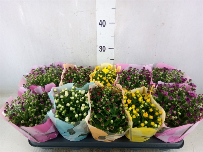 <h4>Chrysanthemum  'Milkshake'  ...mix</h4>