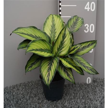 <h4>Calathea Pinstripe</h4>
