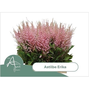 ASTIL AR ERIKA