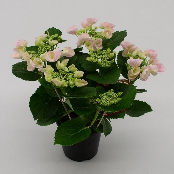 Hydrangea Hovaria Hobella