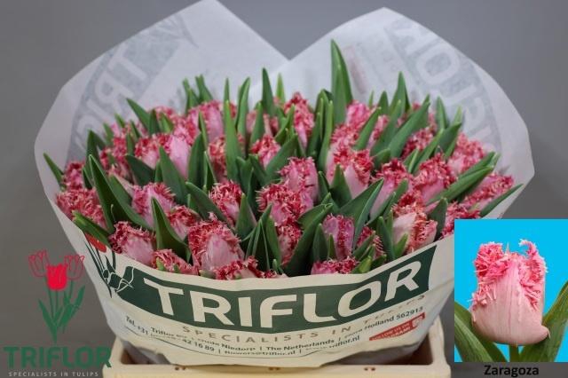 <h4>TU FR ZARAGOZA</h4>