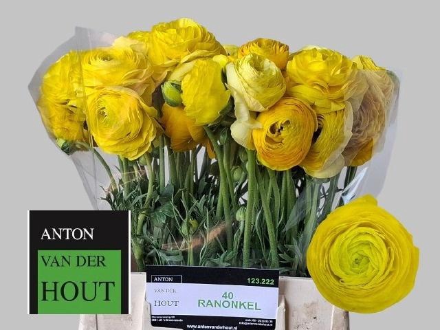 <h4>RAN AAZUR LIME GREEN</h4>