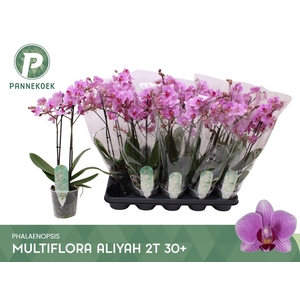 PHAL MF OV ROZE