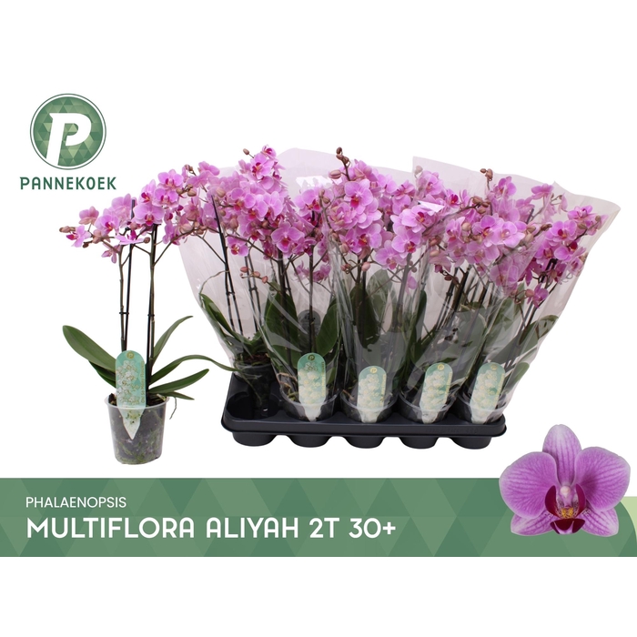 <h4>PHAL MF OV ROZE</h4>