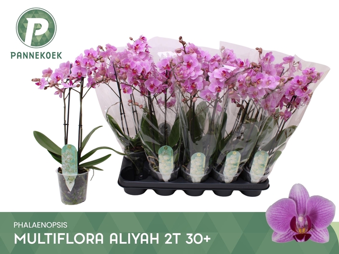 PHAL MF OV ROZE