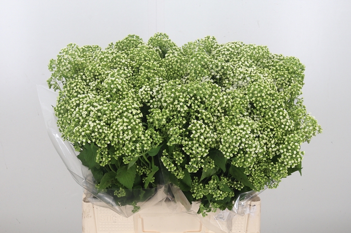 <h4>Eupatorium Ru Braulaub</h4>