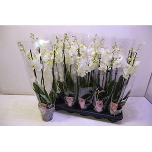 arr8 Phal An Inverness