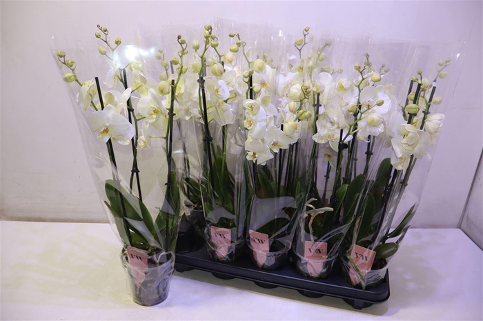 <h4>arr8 Phal An Inverness</h4>