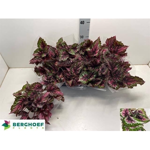 BEG BEL ALASKA CREEK