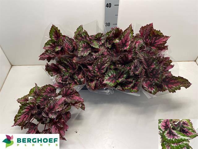 <h4>BEG BEL ALASKA CREEK</h4>