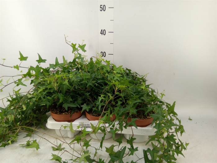 <h4>Hedera helix 'Tres Coupe'</h4>